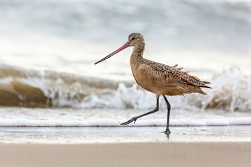 Shorebird with long beak foraging for food at sandy ocean beach with waves in background - Santa Barbara, California