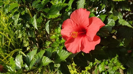 Flor de rapa Nui 