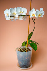 White phalaenopsis orchid on a beige background. Flowers close up