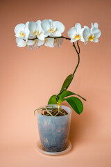 White phalaenopsis orchid on a beige background. Flowers close up