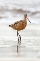 Shorebird with long beak foraging for food at sandy ocean beach with waves in background - Santa Barbara, California