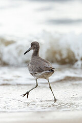Shorebird with long beak foraging for food at sandy ocean beach with waves in background - Santa Barbara, California