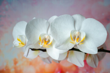 Fototapeta na wymiar White orchid on rainbow background. tropical flowers.