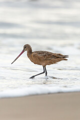Shorebird with long beak foraging for food at sandy ocean beach with waves in background - Santa Barbara, California