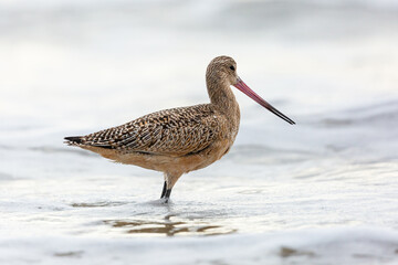 Shorebird with long beak foraging for food at sandy ocean beach with waves in background - Santa Barbara, California