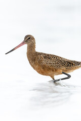 Shorebird with long beak foraging for food at sandy ocean beach with waves in background - Santa Barbara, California