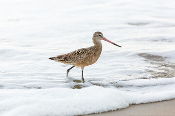 Shorebird with long beak foraging for food at sandy ocean beach with waves in background - Santa Barbara, California