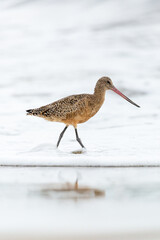Shorebird with long beak foraging for food at sandy ocean beach with waves in background - Santa Barbara, California