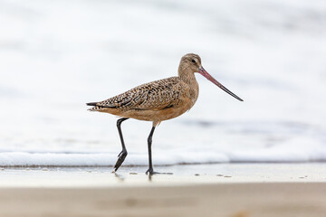 Shorebird with long beak foraging for food at sandy ocean beach with waves in background - Santa Barbara, California