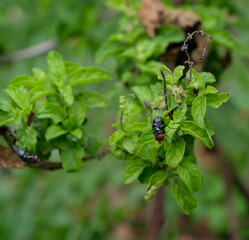 bug on a leaf