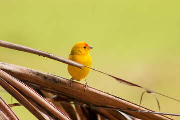 Natureza Pássaro Peixe Fogo Pôr do Sol