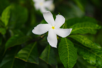 Fototapeta na wymiar This shrub called pinwheel jasmine has white flowers and 5 petals