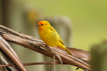 Natureza Pássaro Peixe Fogo Pôr do Sol