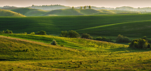 Rolling hills of green wheat fields. Amazing fairy minimalistic landscape with waves hills