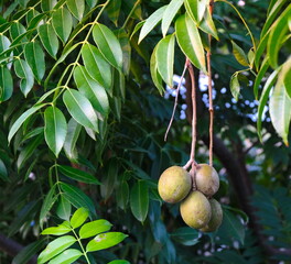 Water olive