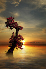 beautiful sunset on the beach