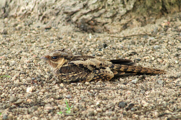 Natureza Pássaro Peixe Fogo Pôr do Sol
