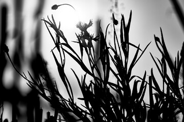 Close-up of young grass growing among the mown grass against the sunrise