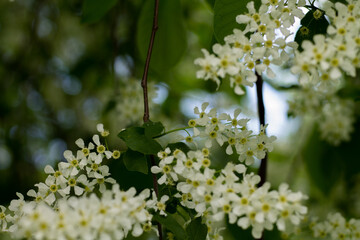 Bird cherry with white flowers. Spring season. Nature is waking up.