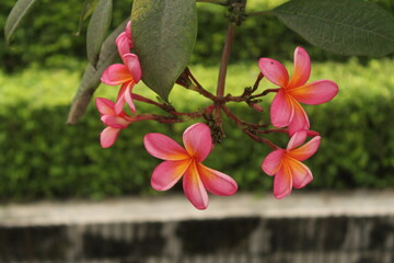 Japanese camboja flower has 5 petals and is pink