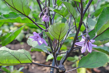 home vegetable garden, The flowers of eggplant. greenhouse vegetables. vegetarian diet food. selective focus.