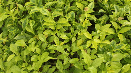 texture of leaf bushes is light green