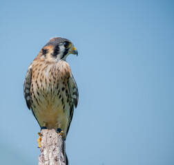 Red tailed hawk perched on a old tree stump