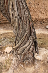 trees in the desert