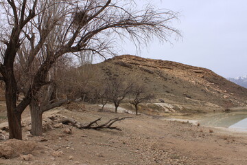 trees in the desert