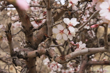 spring bloom