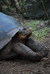 Obraz premium Giant Tortoise in the Galapagos Islands, Ecuador