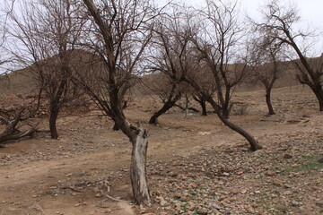 Iran, Desert Nature