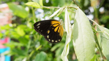 Beautiful yellow butterfly on flower