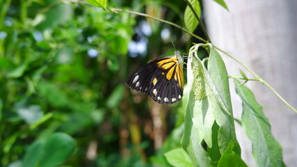 Yellow butterfly on flower