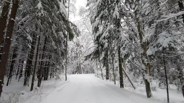 POV trip by off-road car through the winter forest - a look back. Beautiful landscape of snowy forest in winter. Travel by car in winter