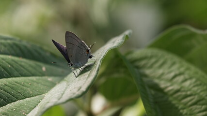 Beautiful butterfly on a leaf