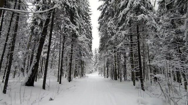 POV trip by off-road car through the winter forest - a look back. Beautiful landscape of snowy forest in winter. Travel by car in winter