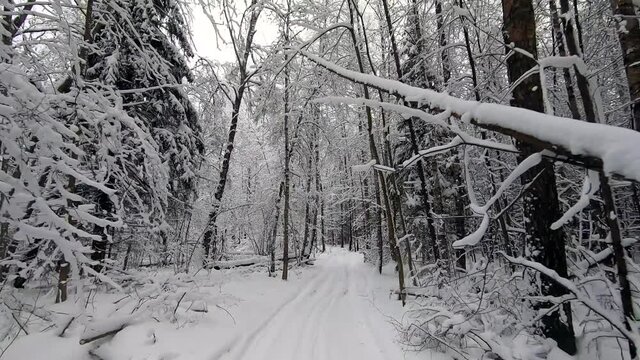 POV trip by off-road car through the winter forest - a look back. Beautiful landscape of snowy forest in winter. Travel by car in winter