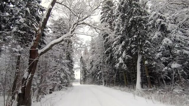 POV trip by off-road car through the winter forest - a look back. Beautiful landscape of snowy forest in winter. Travel by car in winter