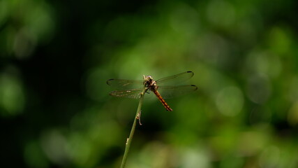 dragonfly on a leaf