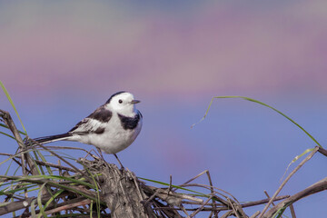 White Wagtail Perching on the Long Grass in a Marshland