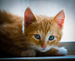 A cute orange tabby kitten making eyes at the camera