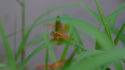 dragonfly on a blade of grass