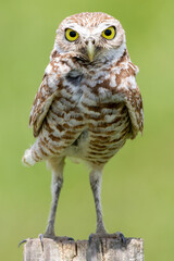 A small ground owl in the park