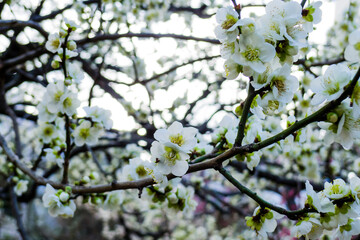 Fototapeta premium Plum Blossom in Tokyo