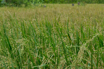 Obraz premium Royal white elephant in Yangon, Myanmar Apr 2014.