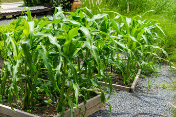 Homegrown Vegetable Garden in the backyard.