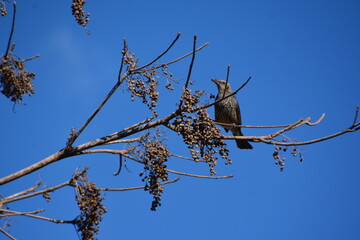 ヒヨドリが木にとまっている