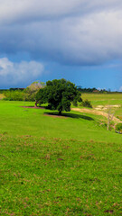 BOLO CACCHORRO FESTA FLORES UNICORNIO  ARVORE GIRASSOL PLANTAS SOL PAPAGAIO BOXER LOURO COENTRO SALSINHA BRANCO  CAKE CACCHORRO PARTY FLOWERS UNICORN TREE SUNFLOWER PLANTS SUN PARROT BOXER BLONDE CORS