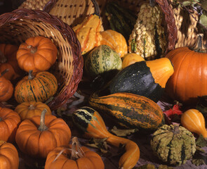 pumpkins and gourds